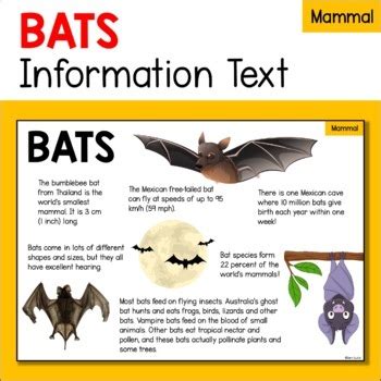 蝙蝠飛進家裡怎麼辦|蝙蝠資訊站 Bats information about Taiwan